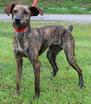 KJ 42525 -  Italian Greyhound Dog for Adoption in Prattville, Alabama - KJ 42525 | PetCurious