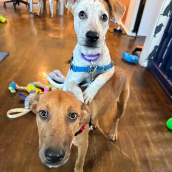 Reggae -  Catahoula Leopard Dog and Mixed Breed Dog for Adoption in Chicago, Illinois - Reggae | PetCurious