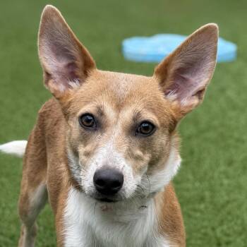 Dolly -  Pembroke Welsh Corgi and Corgi Dog for Adoption in Hondo, Texas - Dolly | PetCurious