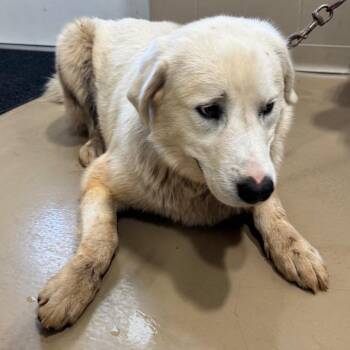 Mixed Breed Dogs Available for Adoption in Winston-salem, North Carolina - Rooster | PetCurious
