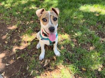 VEGA -  Australian Cattle Dog Blue Heeler Dog for Adoption in Phoenix, Arizona - VEGA | PetCurious