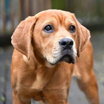 Rescue Labrador Retriever Dogs for Adoption in Jay, New York - Lollipop | PetCurious