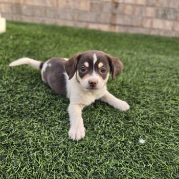 Puppy 1  -  Spaniel and Mixed Breed Dog Available for Adoption in Snyder, Texas - Puppy 1  | PetCurious