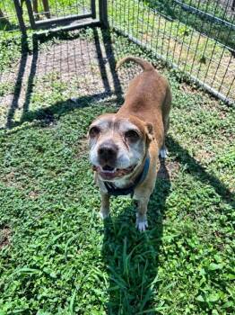 Abby -  Mixed Breed Dog for Adoption in Scott, Louisiana - Abby | PetCurious