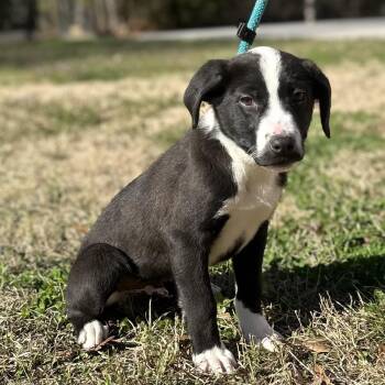 Labrador Retriever Dogs Available for Adoption - SMOKEY | PetCurious