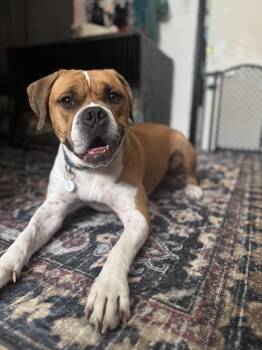 American Bulldog and Boxer Dogs Available for Adoption in West Hollywood, California - Clyde | PetCurious