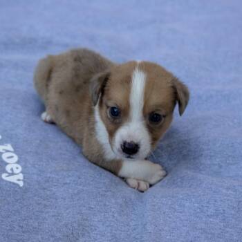 Cedar -  Jack Russell Terrier Dog for Adoption in Wilmington, Illinois - Cedar | PetCurious