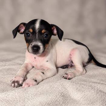 Chip -  Jack Russell Terrier and Mixed Breed Dog for Adoption in Tucson, Arizona - Chip | PetCurious