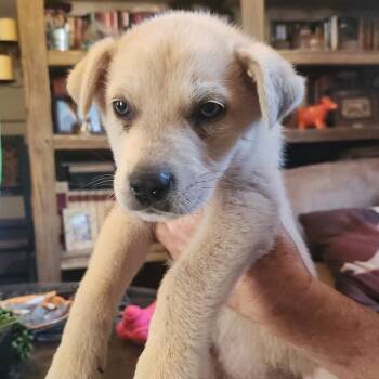 Catahoula Leopard Dog Dogs Available for Adoption - Bentley  | PetCurious