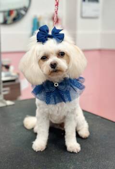 Maltese Dogs Available for Adoption in Atlanta, Georgia - Kiki | PetCurious