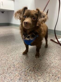 Rescue Dachshund Dogs for Adoption in Coatesville, Pennsylvania - Moose | PetCurious