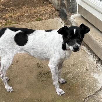 Terrier Dogs Available for Adoption - TIPPER | PetCurious