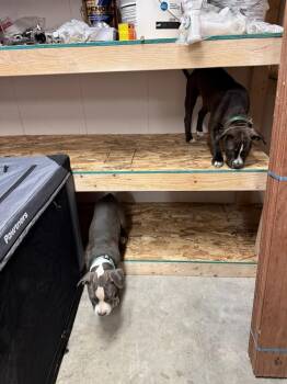 Boxer and Pit Bull Terrier Dogs Available for Adoption in Aurora, Colorado - Nacho | PetCurious