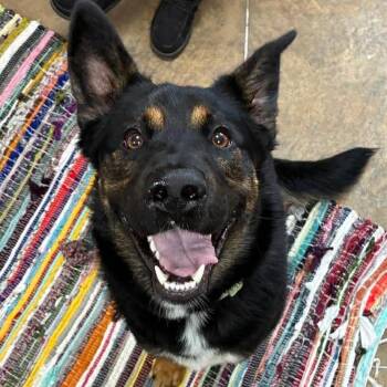 Roscoe -  German Shepherd Dog Dog for Adoption in Petersburg, Illinois - Roscoe | PetCurious