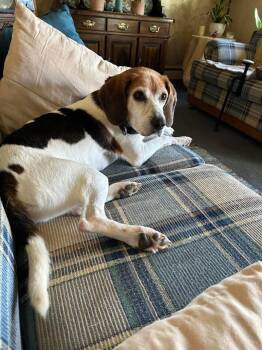 Clayton -  Beagle Dog for Adoption in Roxbury Township, New Jersey - Clayton | PetCurious