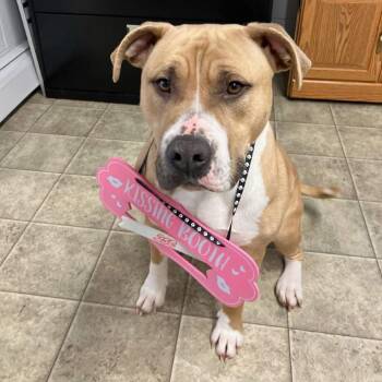 Mixed Breed Dogs Available for Adoption - Gloria | PetCurious