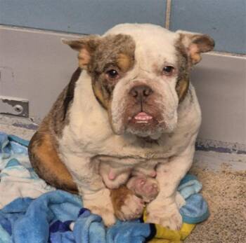 BABY -  American Bulldog and Mixed Breed Dog for Adoption in Houston, Texas - BABY | PetCurious