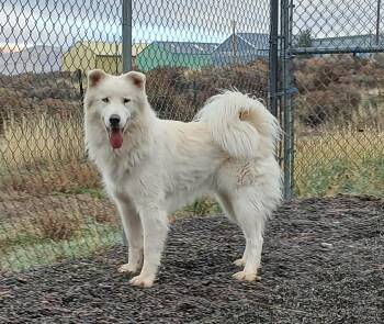 Rescue Husky Dogs for Adoption in Susanville, California - Bolt | PetCurious