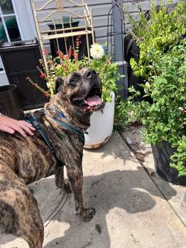 Rescue Cane Corso Dogs for Adoption in Greenwood, Indiana - Zeus | PetCurious