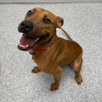 Hound and Mixed Breed Dogs Available for Adoption in Monticello, Iowa - Luke | PetCurious