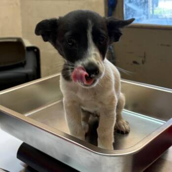 Terrier Dogs Available for Adoption in Birmingham, Alabama - Dixie | PetCurious