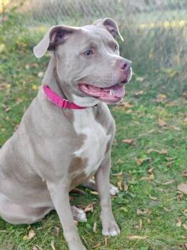 Roxie -  Mixed Breed Dog for Adoption in Midland, Michigan - Roxie | PetCurious