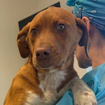 Hound and Pointer Dogs Available for Adoption in Nashville, Tennessee - Yowza | PetCurious