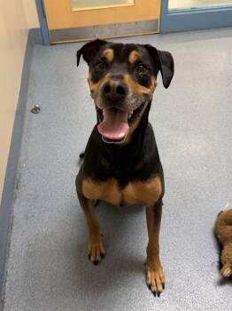 Rottweiler Dogs Available for Adoption - Kaiser | PetCurious