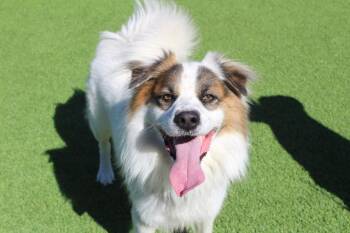 Australian Shepherd and Mixed Breed Dogs Available for Adoption - Togo | PetCurious