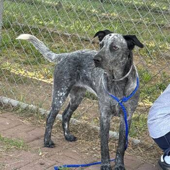 Jersey *Arriving 11/6* D12964 -  Australian Cattle Dog Blue Heeler and Mixed Breed Dog for Adoption - Jersey *Arriving 11/6* D12964 | PetCurious