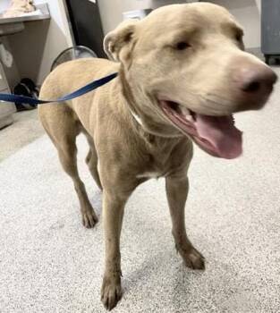 A658557 -  Pit Bull Terrier and Mixed Breed Dog for Adoption in Houston, Texas - A658557 | PetCurious