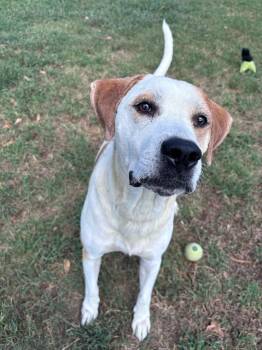 Junior -  Hound Dog for Adoption in Little Rock, Arkansas - Junior | PetCurious