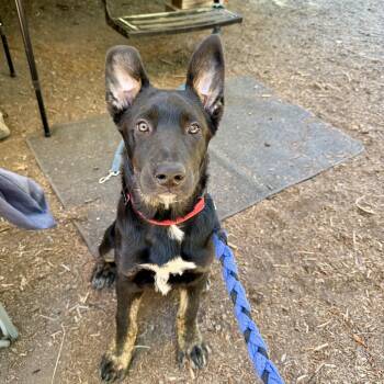 Eevee -  Australian Cattle Dog Blue Heeler and German Shepherd Dog Dog for Adoption in Powell Butte, Oregon - Eevee | PetCurious