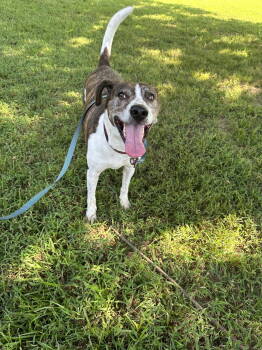 Rescue Cattle Dog Dogs for Adoption in Nashville, Tennessee - Ollie | PetCurious