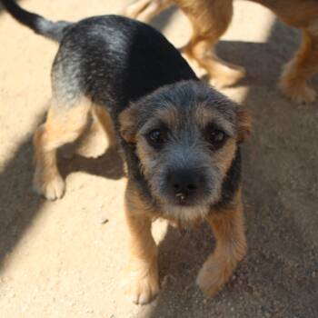 Pheobe -  Terrier Dog for Adoption in Yucca Valley, California - Pheobe | PetCurious