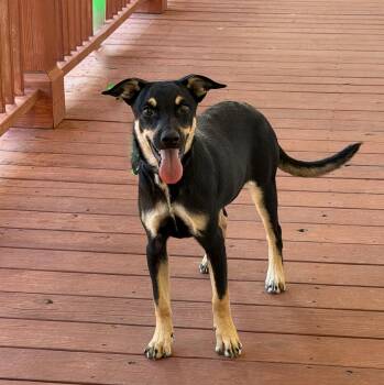 Hermione -  Manchester Terrier Dog for Adoption in Slidell, Louisiana - Hermione | PetCurious