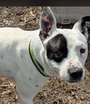 Pit Bull Terrier Dogs Available for Adoption in Indianapolis, Indiana - Rocket | PetCurious