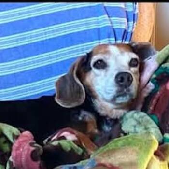 Pixie -  Beagle Dog for Adoption in Potomac, Maryland - Pixie | PetCurious