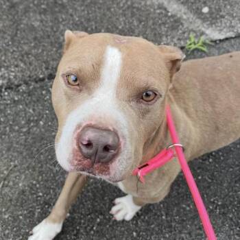 Ringo -  Mixed Breed Dog for Adoption in Jeffersonville, Indiana - Ringo | PetCurious