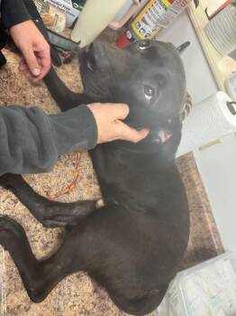 Ogel -  Mixed Breed Dog for Adoption in Cincinnati, Ohio - Ogel | PetCurious