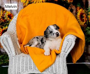 Merlin, Melvin, and Marvin -  Australian Shepherd Dog for Adoption in Mclean, Illinois - Merlin, Melvin, And Marvin | PetCurious