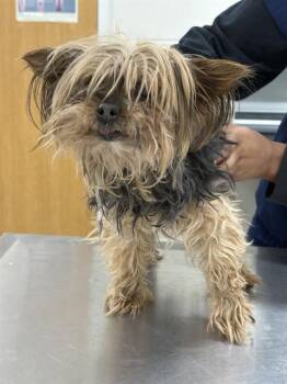 Yorkshire Terrier Dogs Available for Adoption - DOVE | PetCurious