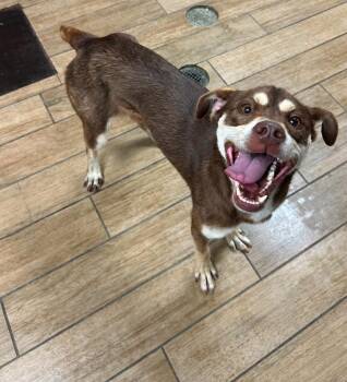 Espresso -  Mixed Breed Dog for Adoption in Rowlett, Texas - Espresso | PetCurious