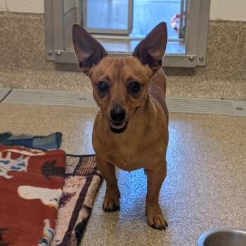 Chihuahua Dogs Available for Adoption in League City, Texas - Jellybean | PetCurious