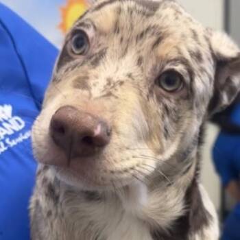 FWT Tigger -  Australian Cattle Dog Blue Heeler Dog for Adoption in Midland, Texas - FWT Tigger | PetCurious