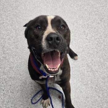 Rupert -  American Staffordshire Terrier Dog for Adoption in Grand Rapids, Michigan - Rupert | PetCurious