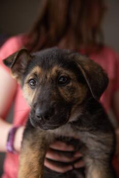 Mixed Breed Dogs Available for Adoption - Melody | PetCurious