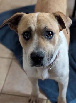 Rosey Posey -  Labrador Retriever Dog for Adoption in Brooklyn Center, Minnesota - Rosey Posey | PetCurious