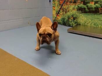 French Bulldog and Mixed Breed Dogs Available for Adoption in Moreno Valley, California - BROKLYN | PetCurious