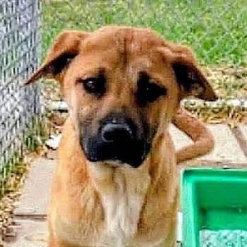 Coops (20260615-04) -  Mastiff Dog for Adoption in Niagara Falls, Ontario - Coops (20260615-04) | PetCurious